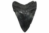 Fossil Megalodon Tooth - South Carolina #360779-1